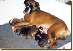 Semra met haar puppies