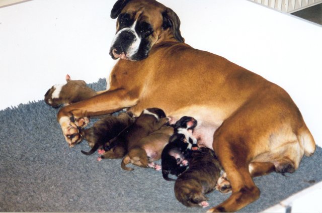 Semra met haar puppies